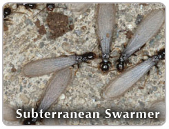Subterranean Termites
